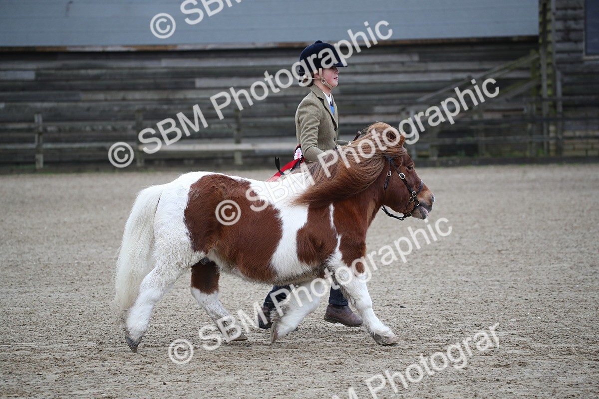SBM_003955 - Class 1-4 - Young Stock classes Inc. In Hand Championship