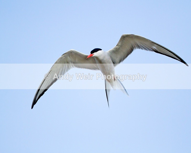 20100629_1061 - Terns