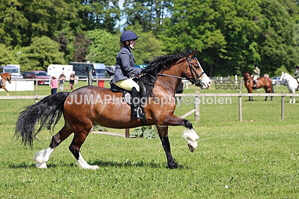 IMG_3501 - Working Hunter