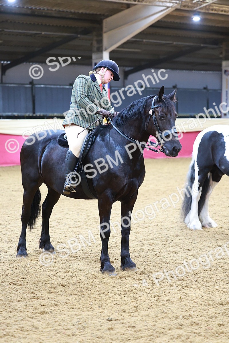 SBM_09821 - Class 102 - HOYS Veteran Qualifier - Ridden Veteran