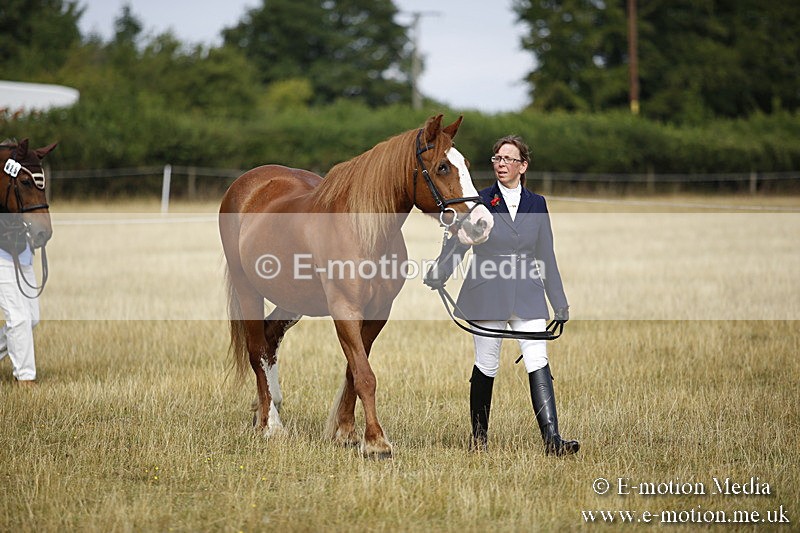 _C7A9315 - BVRC Sow 2018 Ring 2