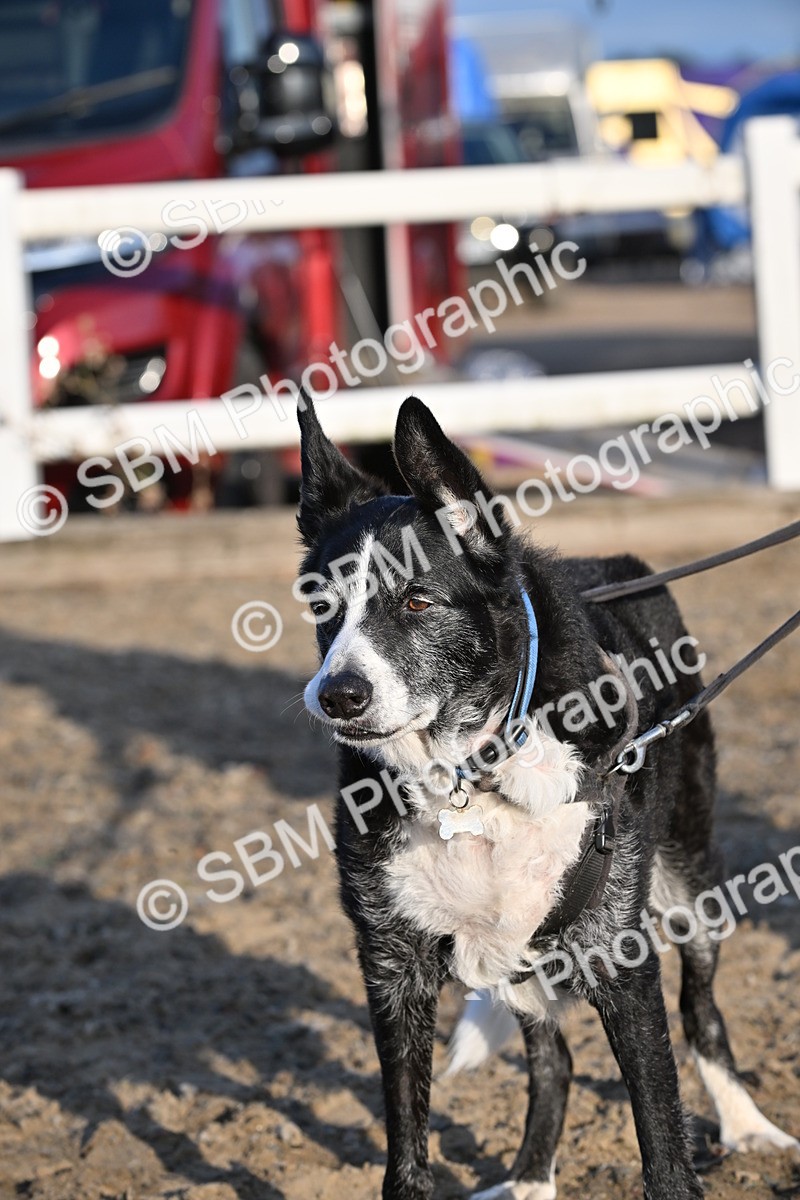 SBM_09479 - Lorry Dogs