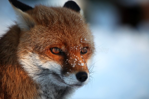 Red Fox in snow_ AGTO159 - Wildlife, Mammal Photography, Great Britain