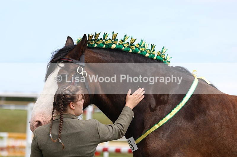 3E7A0747 - Class 7: Heavy Horse In Hand