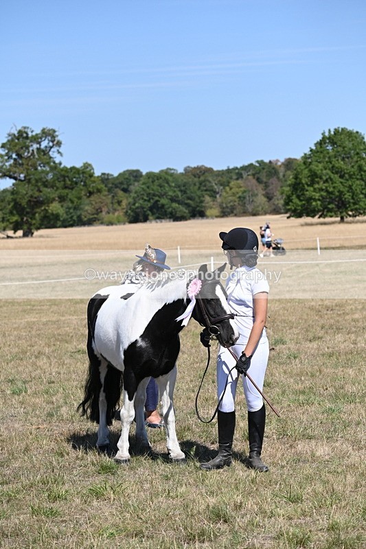 WJ6_8718 - Class 37b Best Loan Pony In-hand