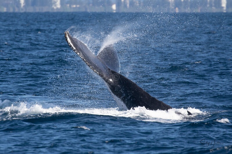 Tail Slap 1. 0A3A9026 - 2025 Whales