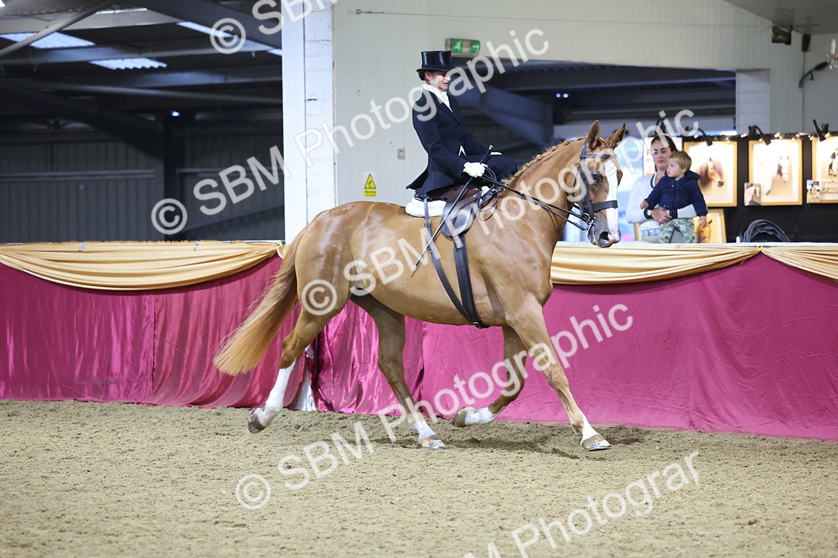 0B8A4237 - Class L Side Saddle Champ