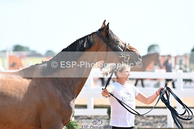240717A-154330-03013 - Trot Up 3pm to 4pm