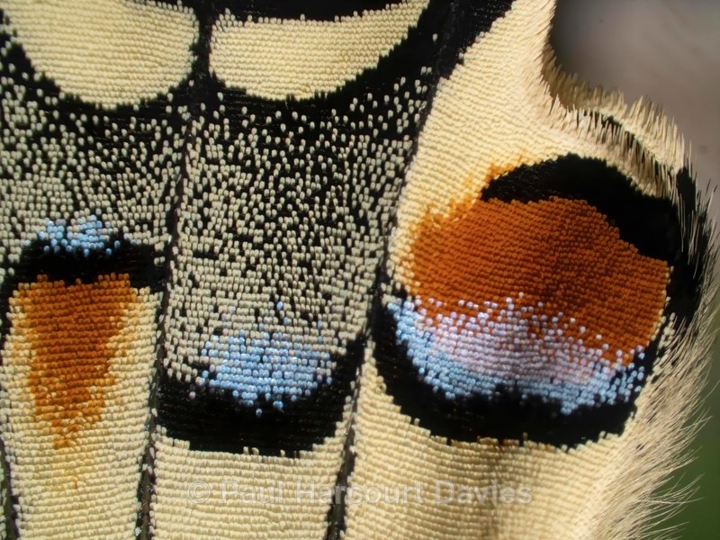 Common Swallowtail, (Papilio machaon) life-cycle, - Mikromak & TS Robusto 160