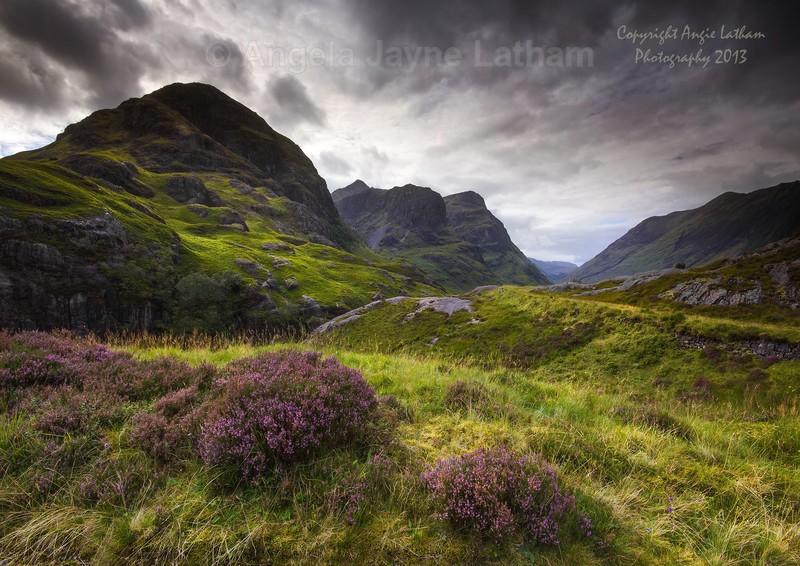 Glencoe Heather - Highlands of Scotland