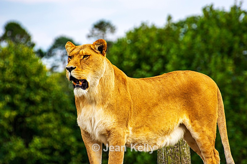 Lion - DSC_0347 - Cats