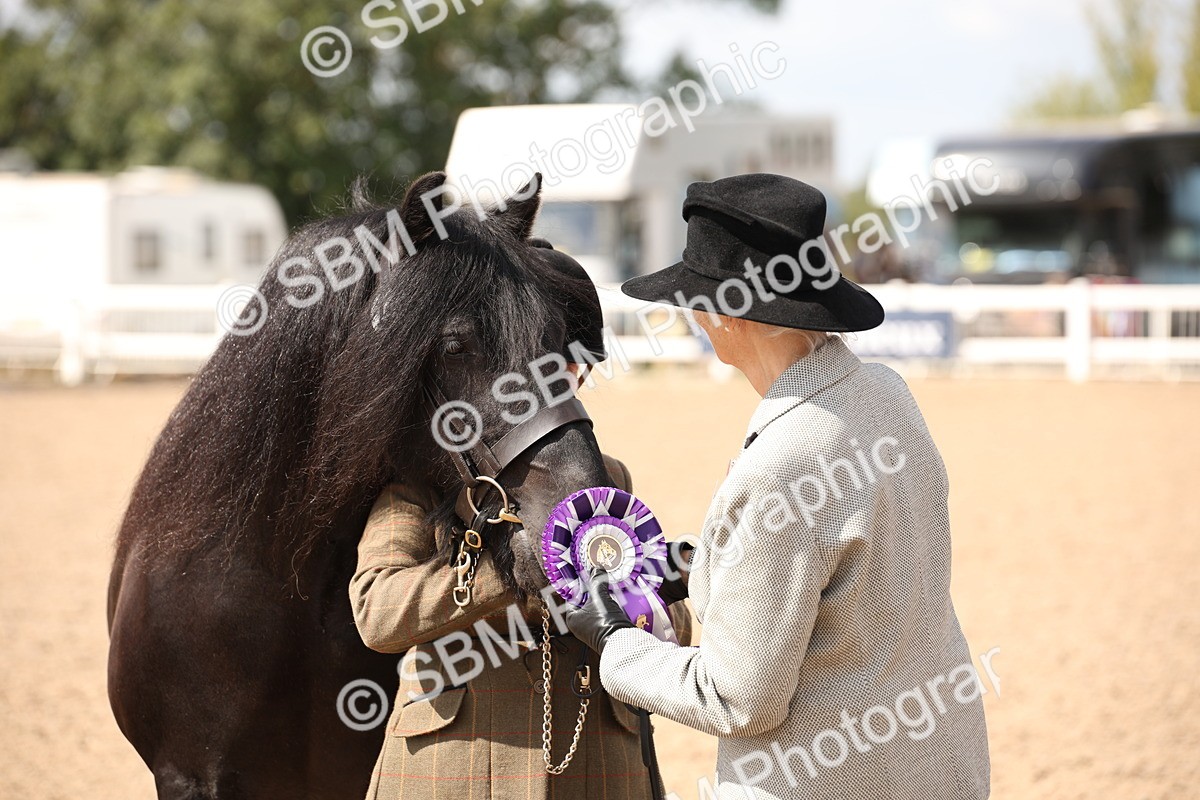 SBM_03439 - Class 18 Handsomest Gelding (IH or Ridden)