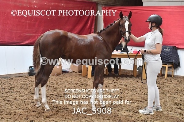 JAC_5908 - 11 Pandora of Westoak