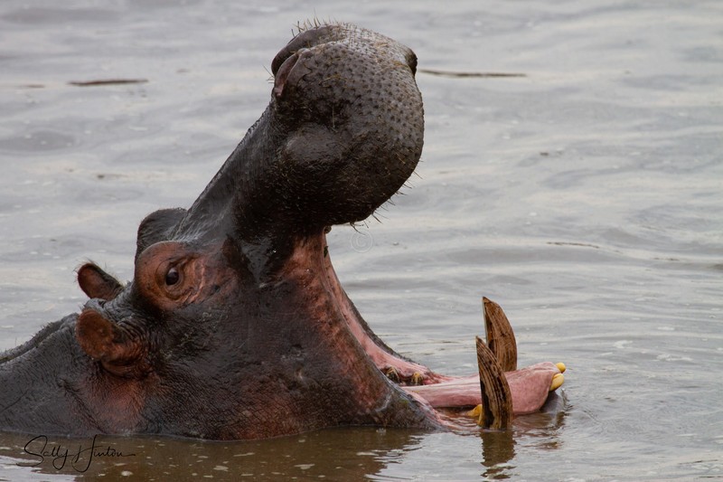 Hippo Pool 3