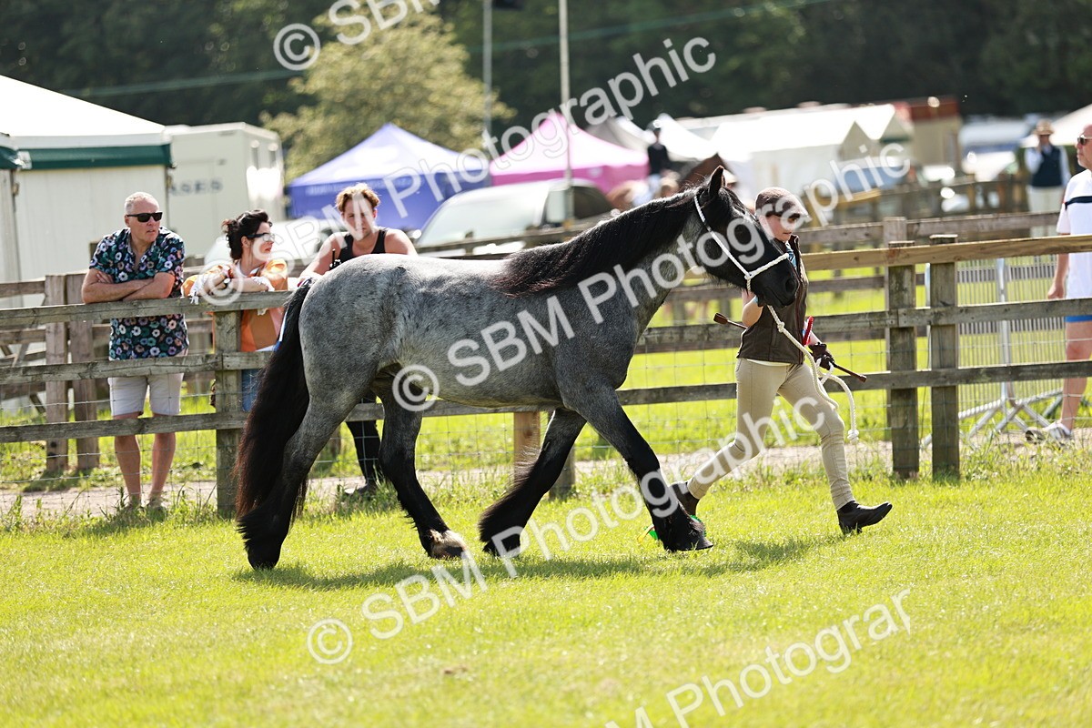 SBM_02521 - Class 14-23 - Mountain & Moorland In Hand Non Welsh