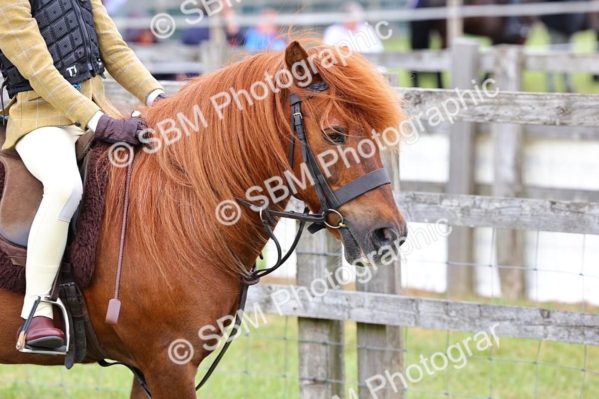 SBM_08436 - Class 42-43 - LIHS BSPS Heritage Working Sports Pony