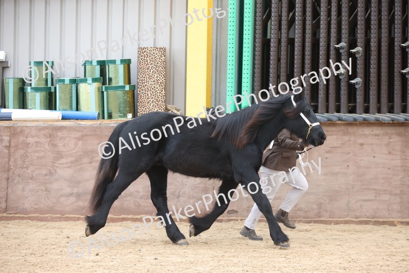 20251109-0841 - Class 25 - Yearling, Colt, Filly or Gelding