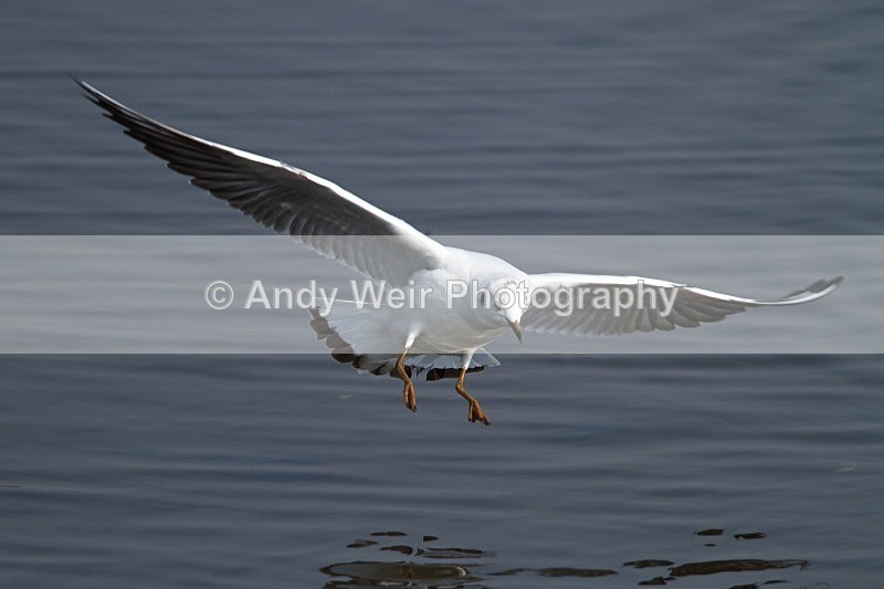20120324-_MG_9817 - Gulls