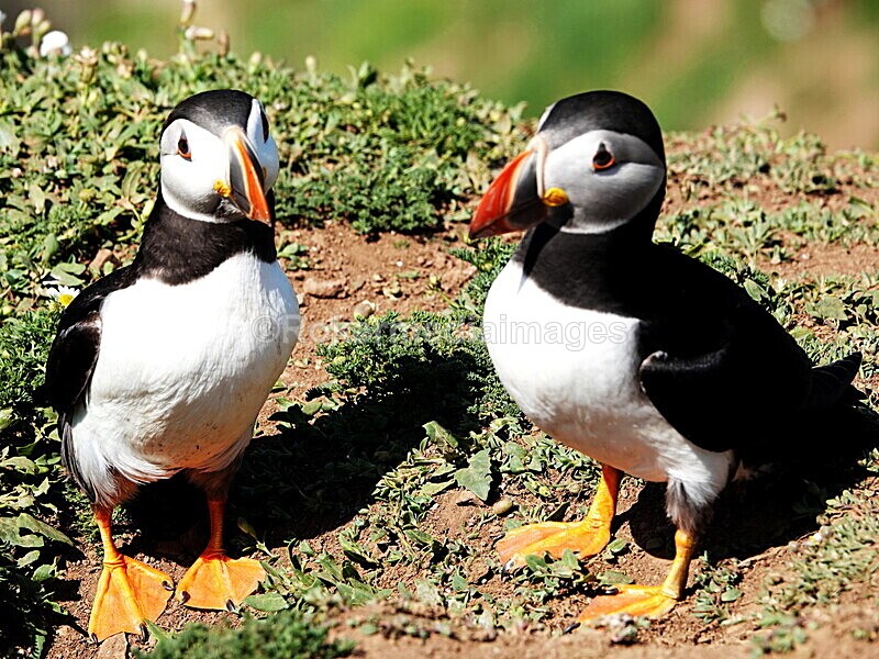DSC00312 - Skomer 2019