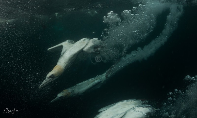 Gannets Underwater 5