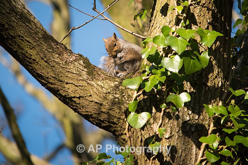 ACP_1026-1 - Squirrels