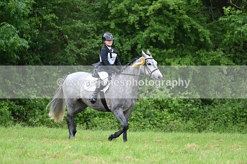 WJ7_4317 - Class 14A Handsome Gelding