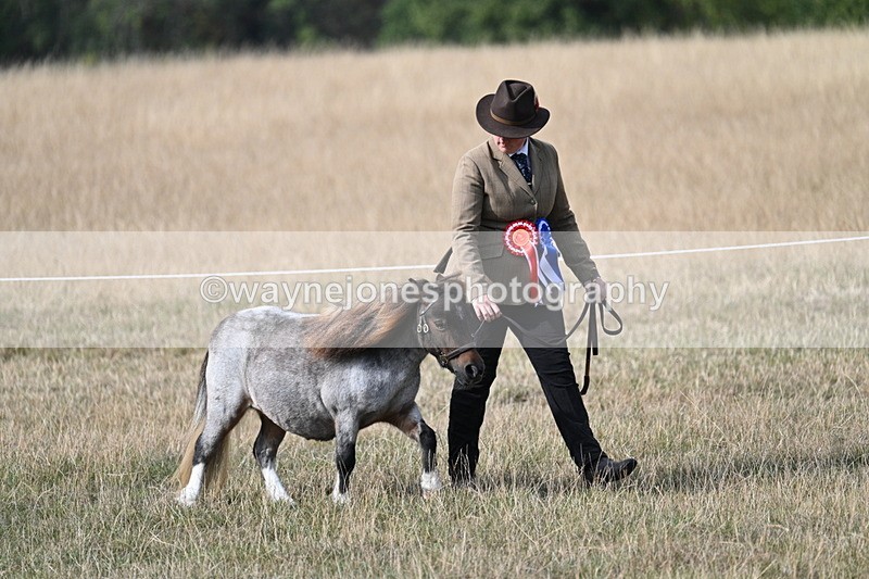 WJ7_8079 - In-hand Championship
