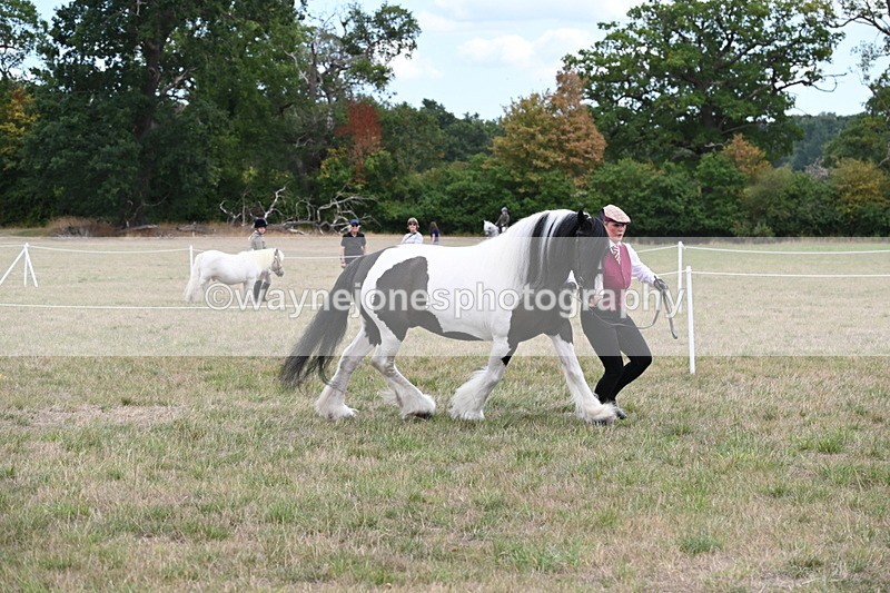WJ6_5489 - Class 18 In-hand Coloured