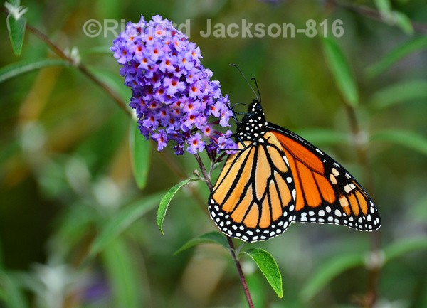 Monarch on a Buddleia - Butterfly Gallery