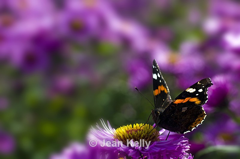 Red Admiral butterfly - 7269 - Insects