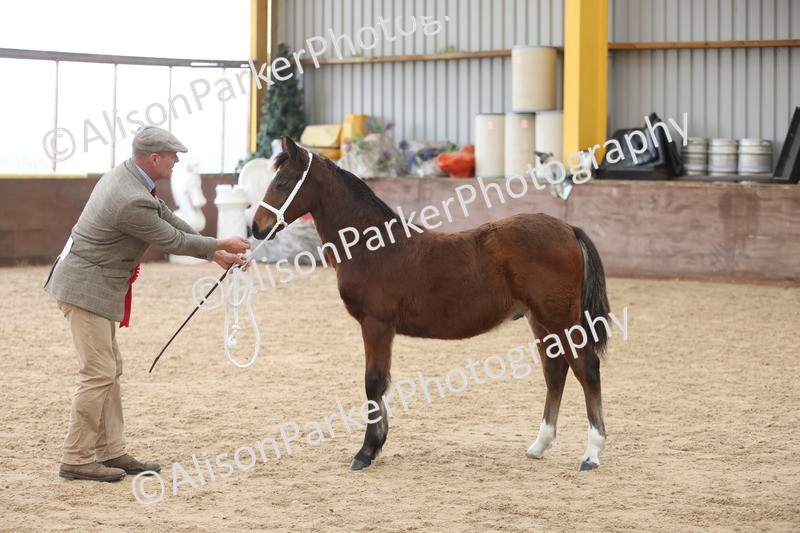 20251109-0813 - Class 24 - Foals