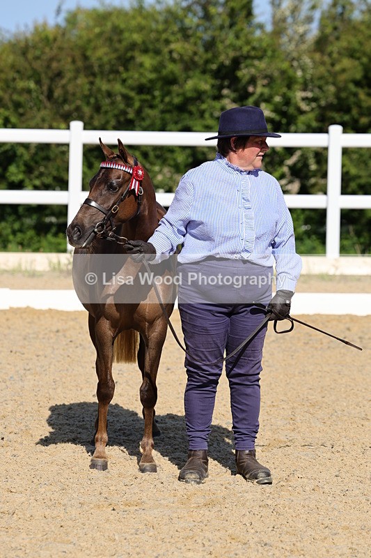 1X9A0671 - Class 3: Youngstock 1, 2, 3 year old not to exceed 153cm