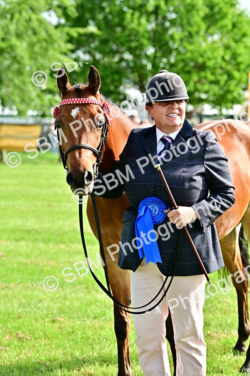 SBM_01025 - Class 46-49 - Arab and Part Bed-Anglo Arab In Hand
