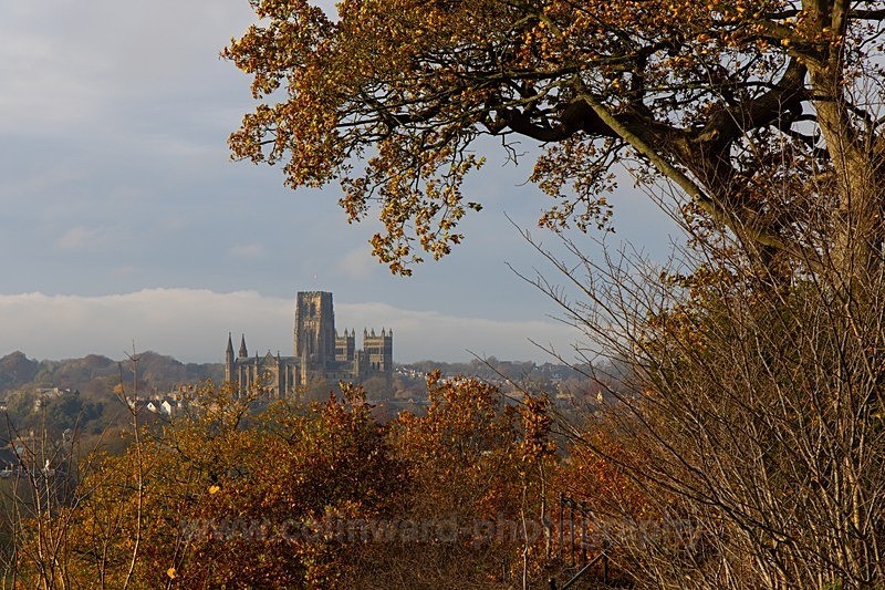 Durham Cathedral framed tree   ref 0Y4A4842 - County Durham