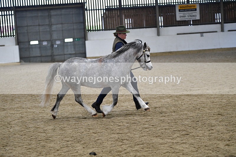 WJ5_5690 - Morning in hand Championship