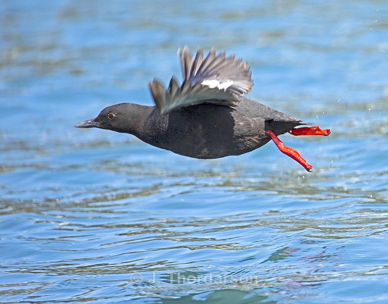  - Sea Birds