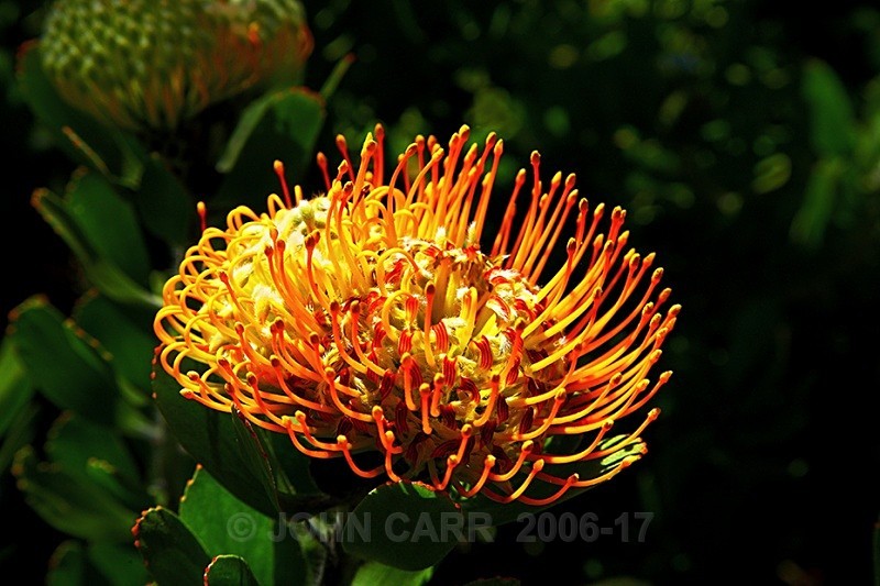 Nodding Pincussion 1-1096 - TREES, FLOWERS AND PLANT PHOTOS
