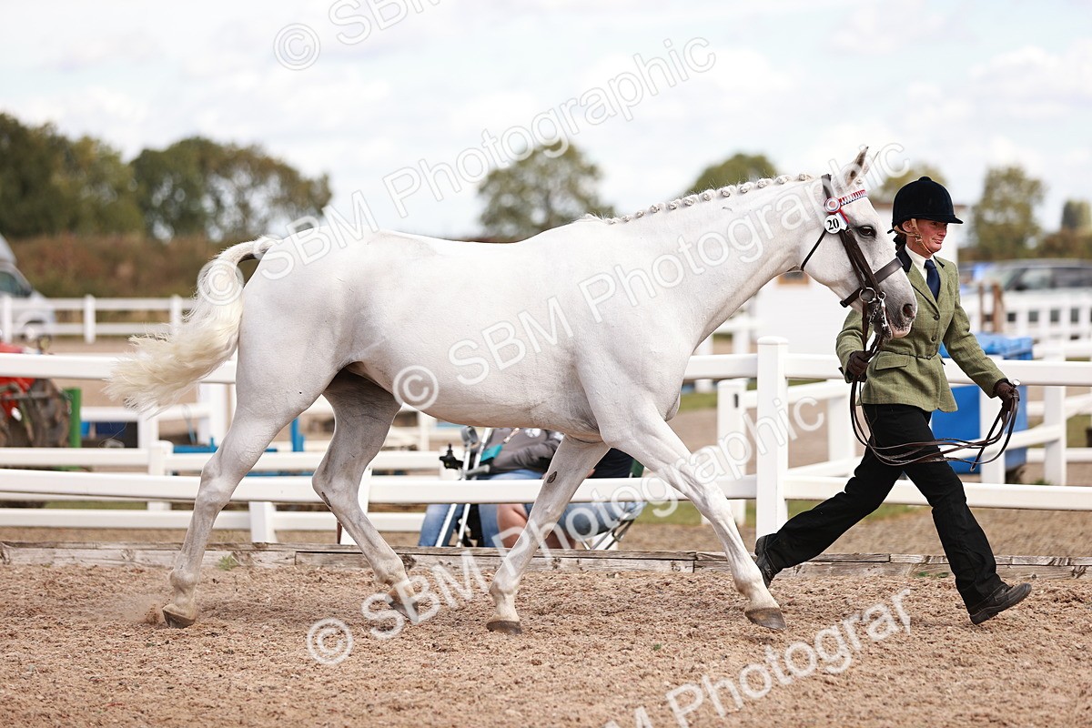 SBM_14178 - Class 407 - IH Hack Riding Horse