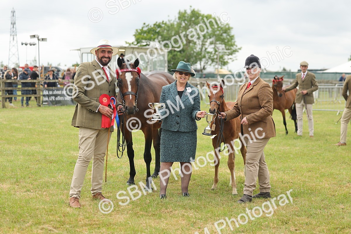 SBM_05591 - Class 68-73 - Riding Pony Breeding