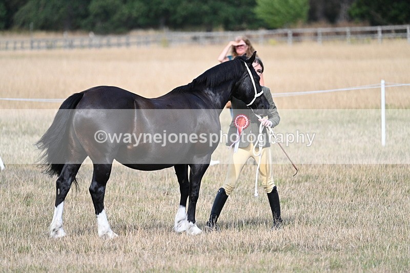 WJ7_8251 - In-hand Championship