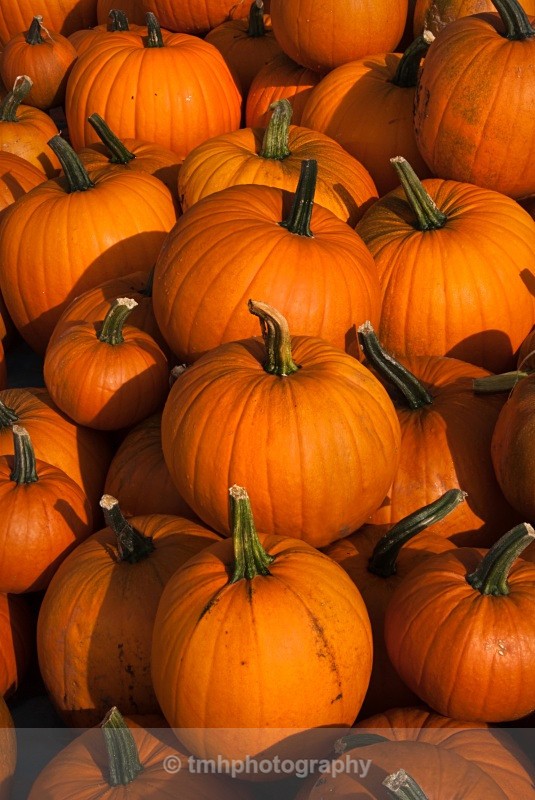 Pumpkins - Creative Scenery