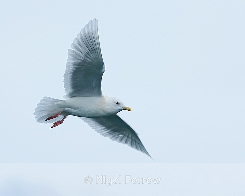 Adult Iceland Gull in flight, Grundarfjörður, Iceland - Iceland Gull