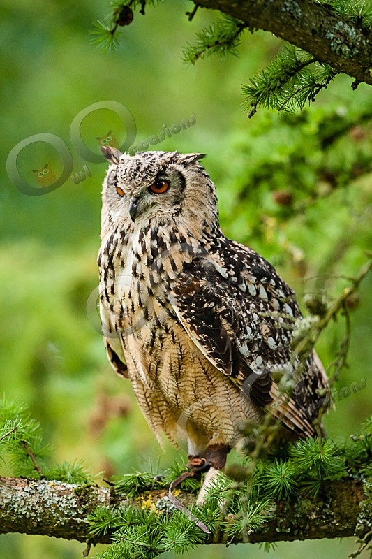 Jasmine the Bengal Owl - Our Birds