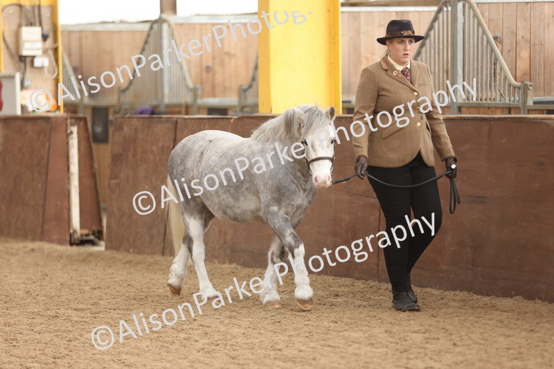 20251109-0582 - Class 22 - Geldings 4 Years and over