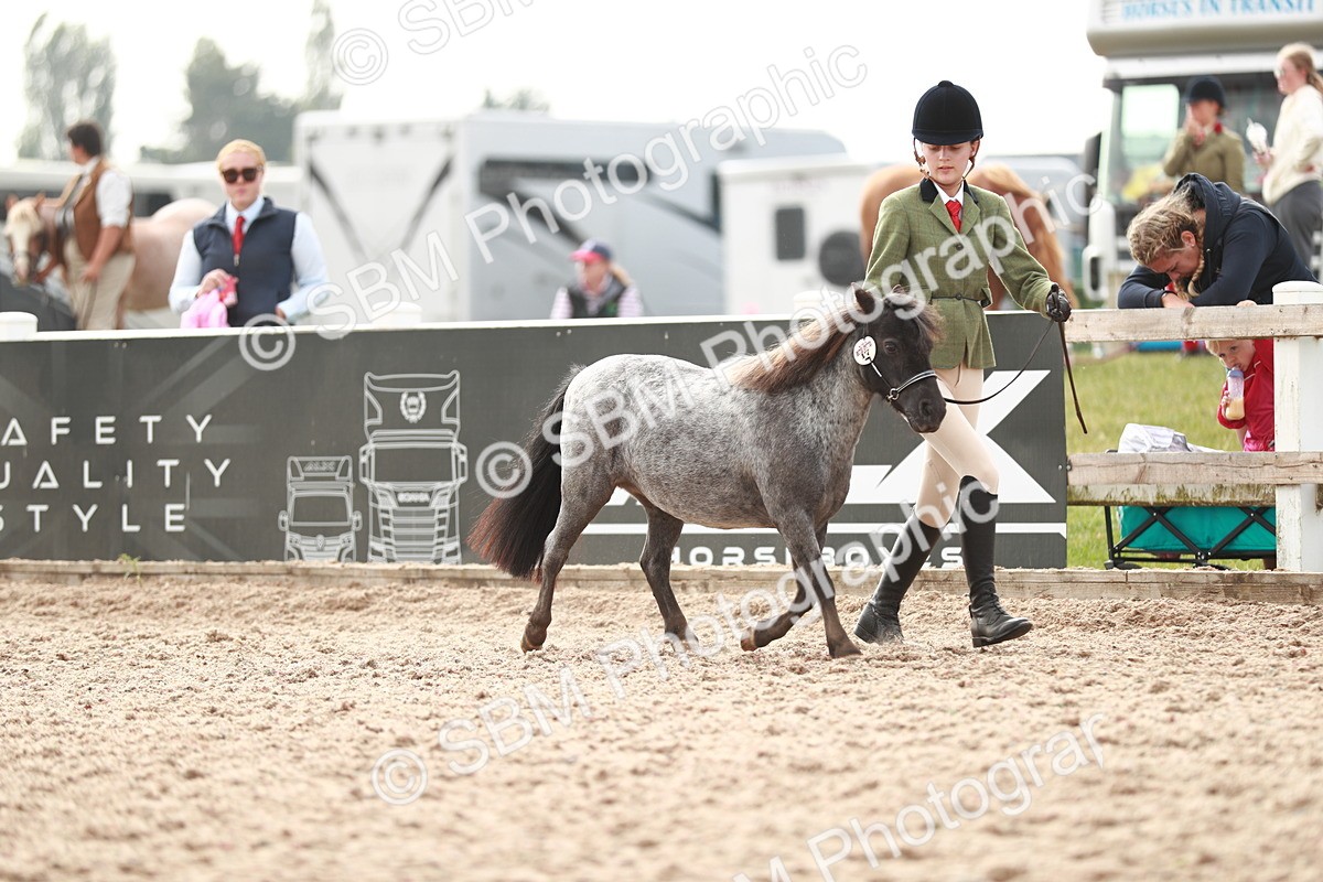SBM_11787 - Class 206 IH Non Show Type Pony