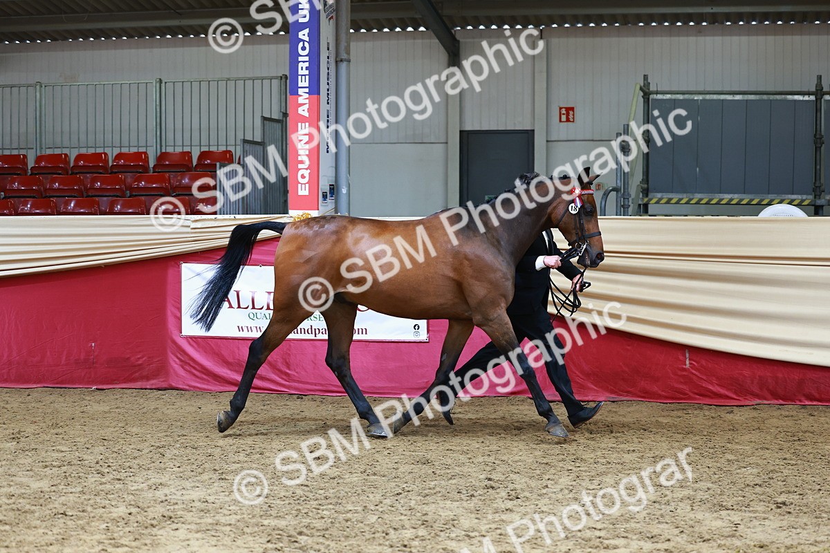 SBM_23172 - Class 903 - Supreme Final - IH Pre Vet