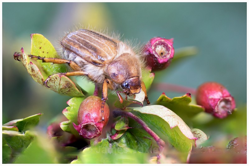 June Beetle on May Tree - Latest Work