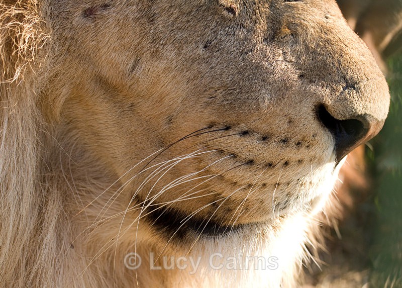  - Big Cats