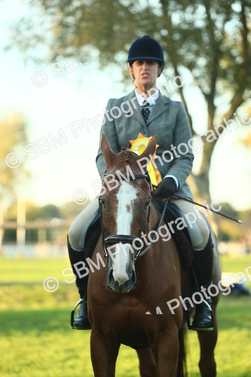 SBM_56559 - S14 - Riding Club Horse