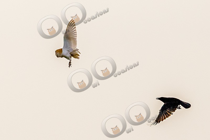 barn owl tyto alba-33723 - Owls of the World